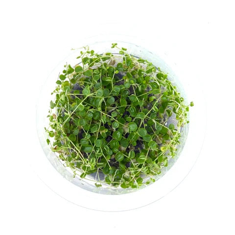 Peperomia emarginella (Trailing Jade) - IC346