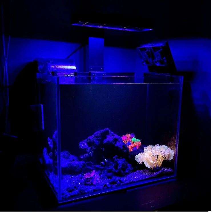 Pacifica Point5 Marine Reef Light