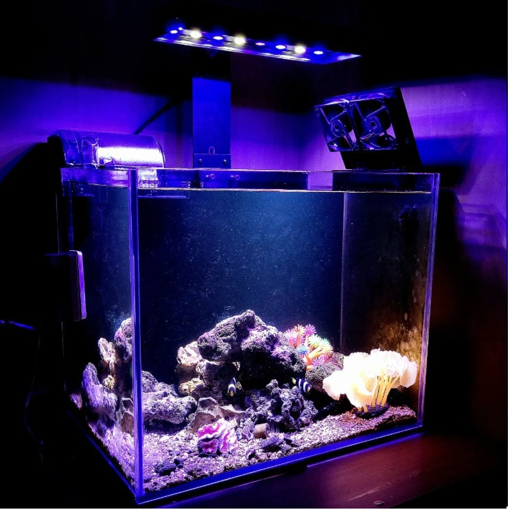 Pacifica Point5 Marine Reef Light