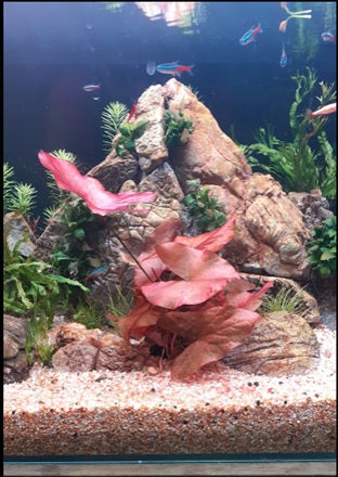 Red Lily Bulb