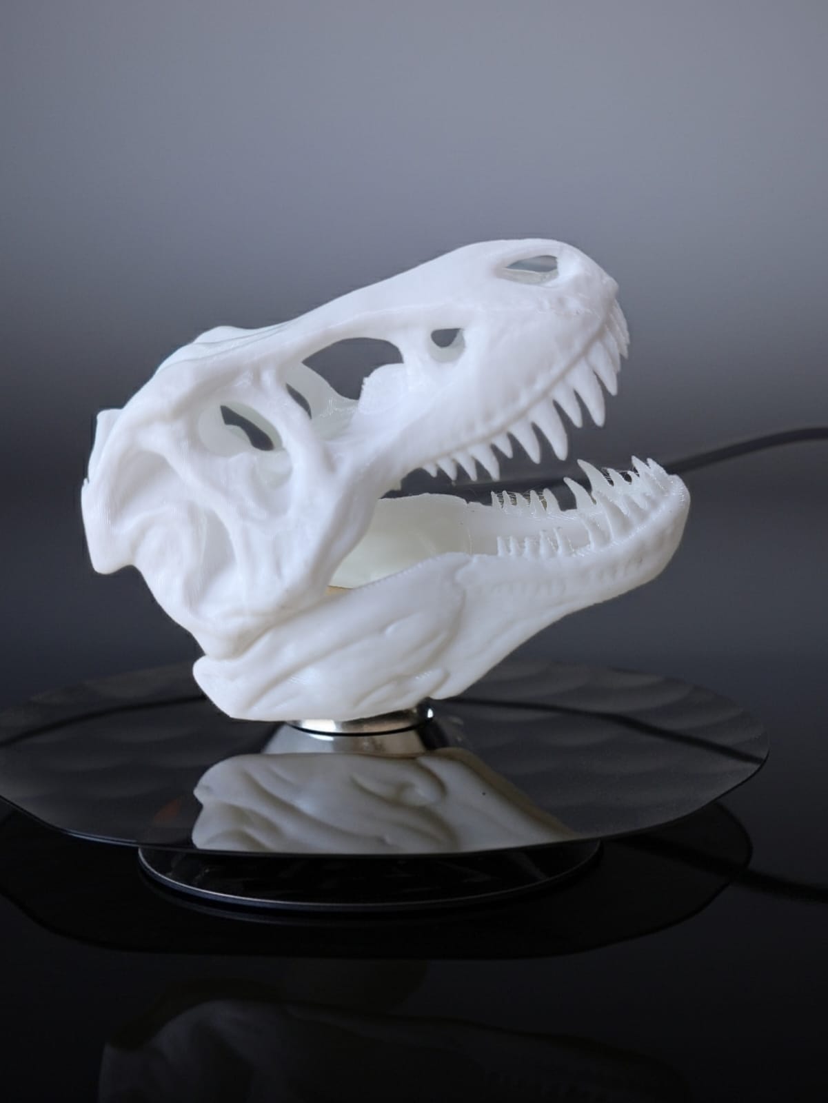T-Rex Skull - Small