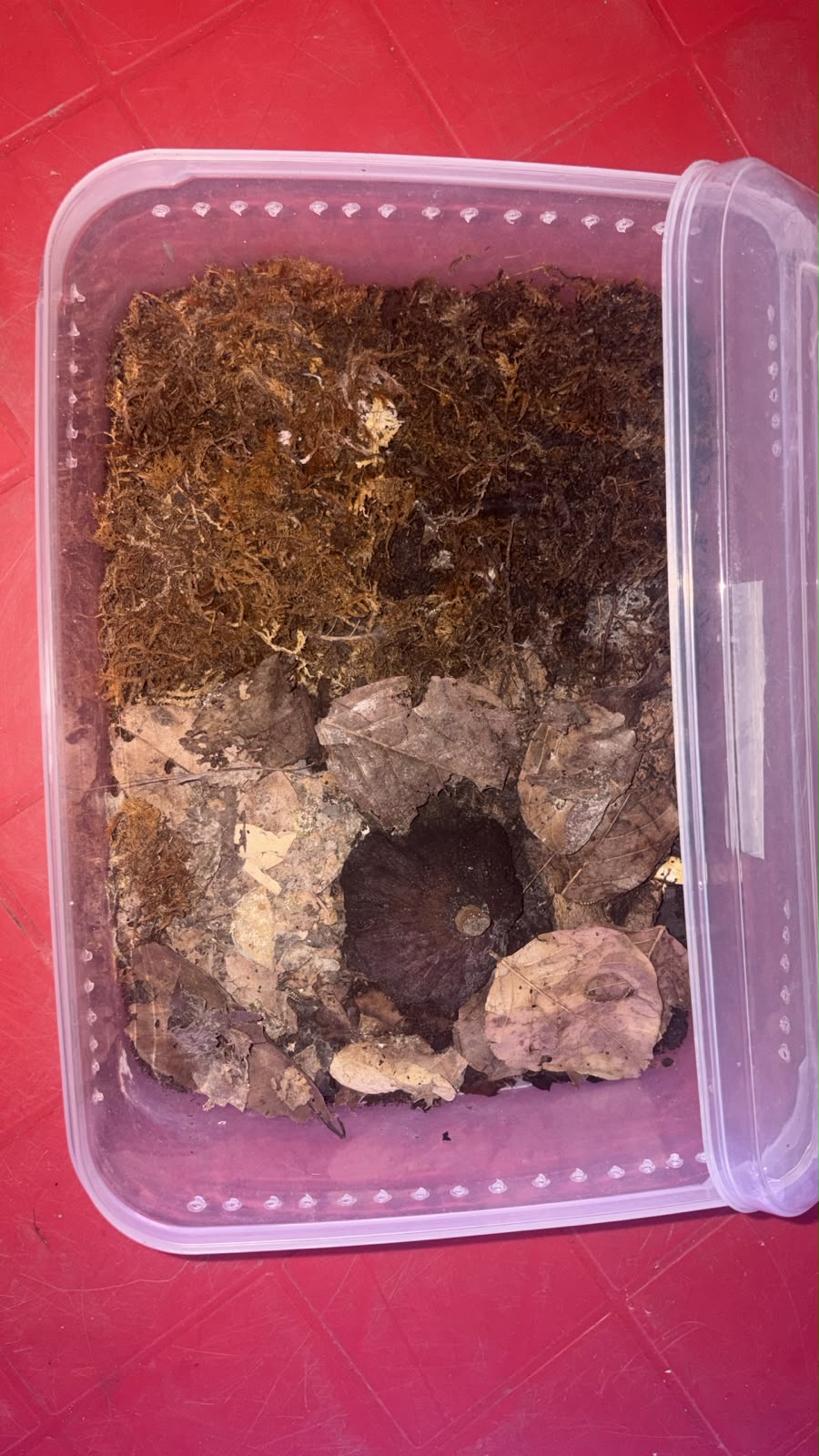 Isopod Culture Starter Kit – Large Tub Setup