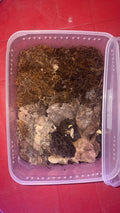 Isopod Culture Starter Kit – Large Tub Setup