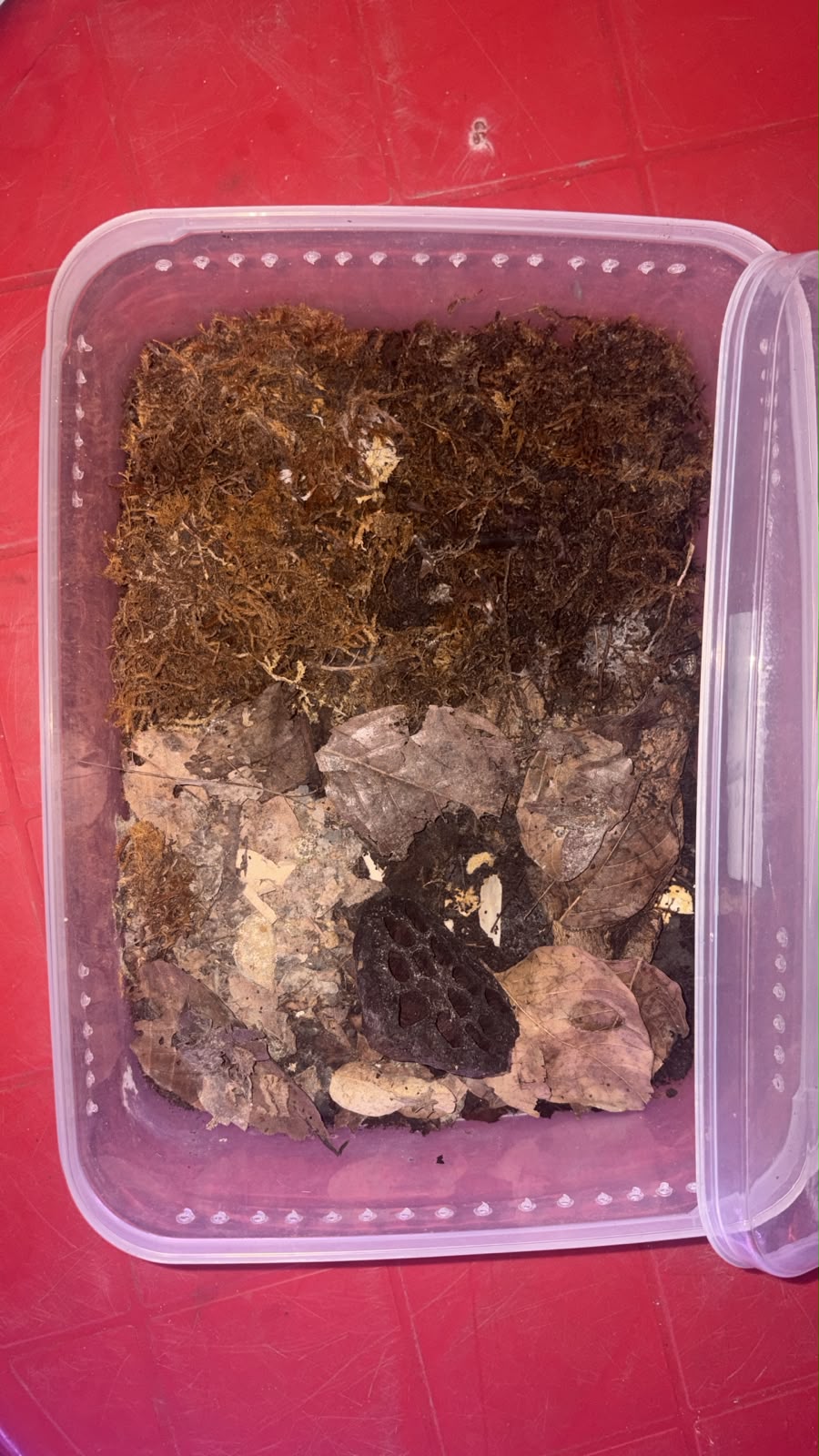 Isopod Culture Starter Kit – Large Tub Setup