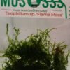 Taxiphyllum sp Flame Flame Moss