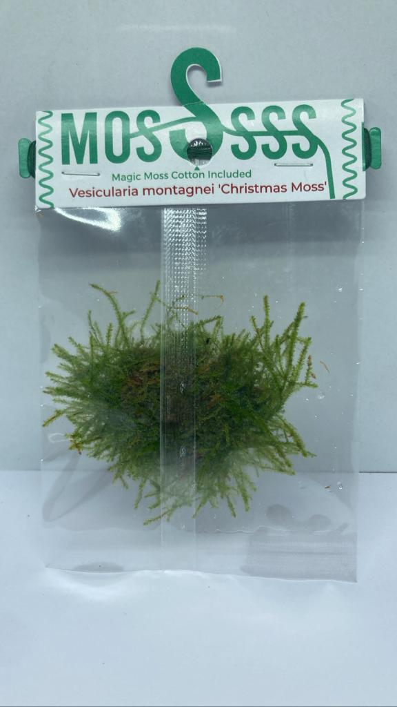 Christmas Moss, Vesicularia montagnei