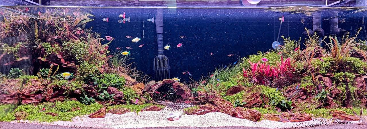 Exploring the Art of Aquascaping: Inspiration, Tips, and
