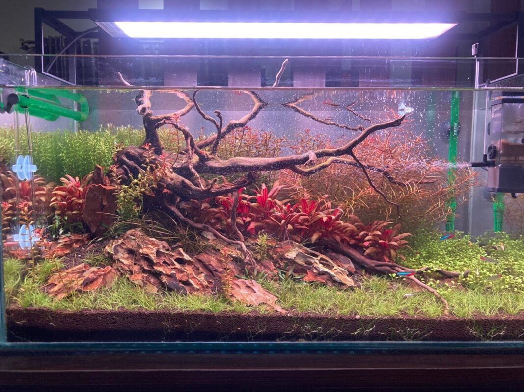 An Introduction To Aquascaping And The Basics of What Goes Into It