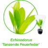Echinodorus-tanzende