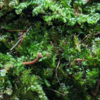 Terrestrial Moss